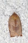 Cacoecimorpha pronubana