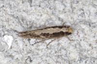 Monopis crocicapitella