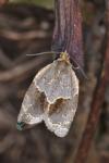 Clepsis dumicolana