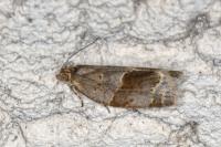 Clepsis dumicolana