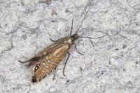 Glyphipterix thrasonella