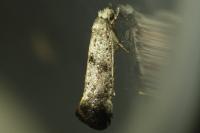Swammerdamia caesiella