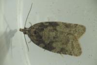 Capua vulgana