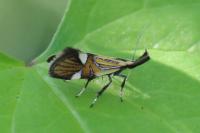 Alabonia geoffrella