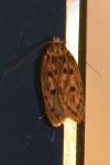 Hofmannophila pseudospretella