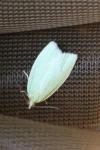 Tortrix viridana