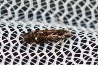 Dryadaula heindeli