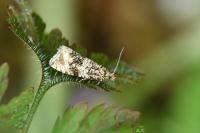 Celypha lacunana