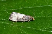 Notocelia cynosbatella