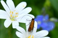 Cauchas rufimitrella