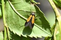Schiffermuelleria schaefferella