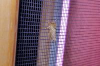 Korscheltellus lupulinus