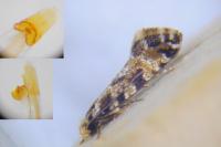 Nemapogon variatellus