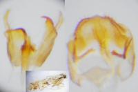 Nemapogon variatellus