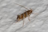 Cameraria ohridella