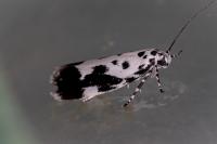 Ethmia quadrillella