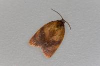Cacoecimorpha pronubana