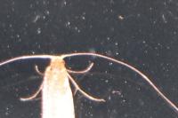 Nematopogon adansoniella