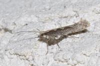 Plutella xylostella