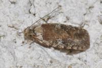 Agonopterix purpurea