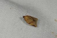 Clepsis consimilana