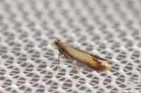 Coptotriche marginea
