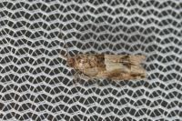 Crocidosema plebejana