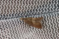 Dichrorampha acuminatana