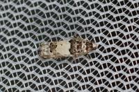Epinotia thapsiana