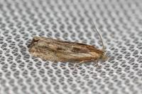 Eucosma cana