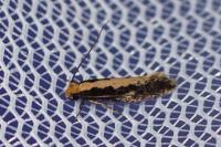 Monopis crocicapitella