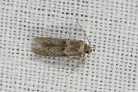Blastobasis phycidella