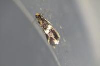 Stigmella