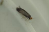 Stigmella