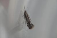 Phyllonorycter maestingella