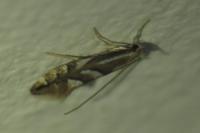 Phyllonorycter maestingella