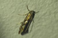 Phyllonorycter maestingella