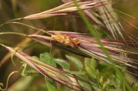 Mirificarma eburnella