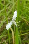 Pterophorus pentadactylus