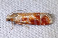 Rhyacionia buoliana