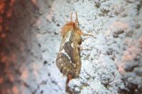 Korscheltellus lupulinus
