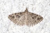 Alucita hexadactyla