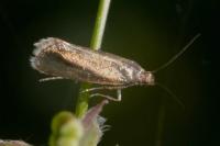 Glyphipterix fuscoviridella