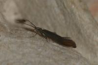 Coleophora