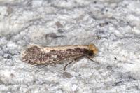 Monopis crocicapitella
