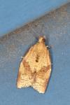 Clepsis consimilana