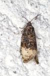 Hedya ochroleucana