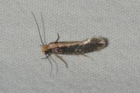 Monopis crocicapitella