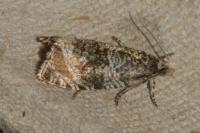 Celypha lacunana
