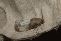 Notocelia cynosbatella